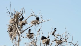 HD Video of double crested cormorants nesting in the top of leaf barren tree. Once threatened by the use of DDT, the numbers of this bird have increased markedly in recent years.