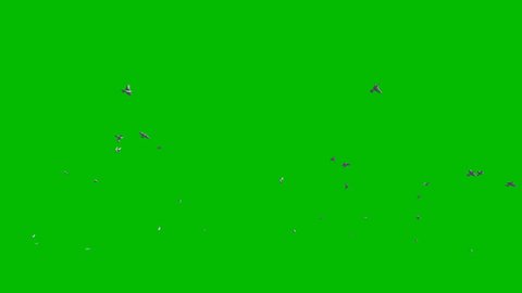 Pigeons flying against Green Screen, 4K