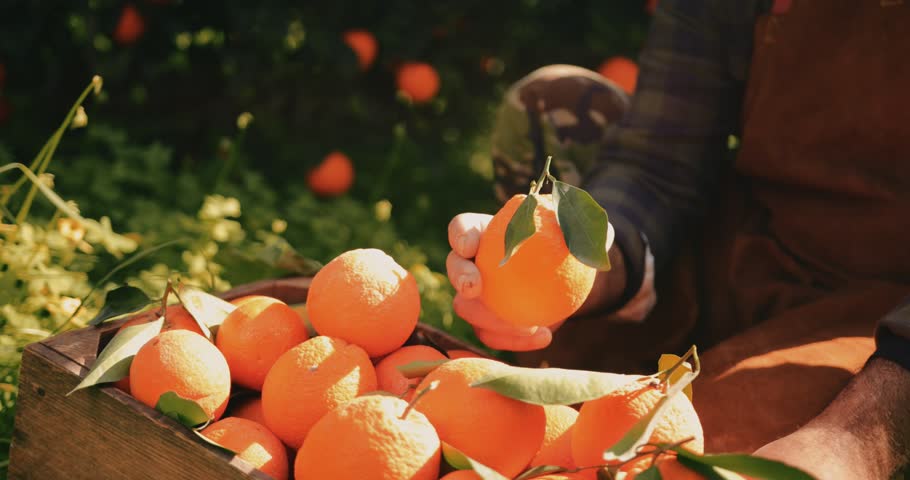 Close-up of farmer holding and checking orange harvest from orange trees orchard in the Mediterranean Royalty-Free Stock Footage #1011117446