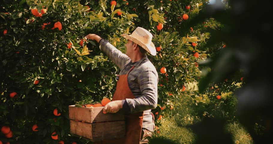 Farmer picking fresh orange produce from orange trees in agricultural field Royalty-Free Stock Footage #1011117458