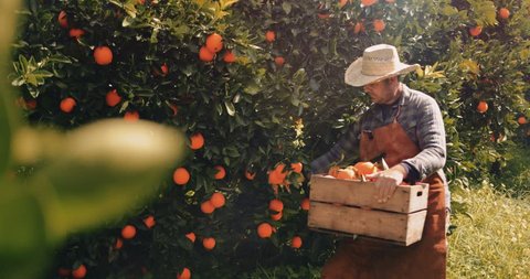 Farmer picking orange fruits from orange trees agricultural orchard in the Mediterranean