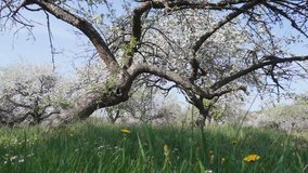 The apple blossom falls out of the branches on a sunny day. Concept of the ecology. Scenic footage of spring environment. Beauty of earth. Full HD 1080p video, slowmotion on the ground level 240 fps.