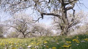 Idyllic view of ornamental garden with blooming apple trees on a sunny day. Concept of the ecology. Scenic footage of spring time environment. Beauty of earth. Shot in Full HD 1080p, time lapse video.