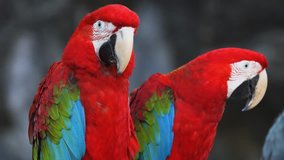 Pair of red and green macaws. with their typical. bright colored plumage. perched on a tree branch in their natural habitat. 