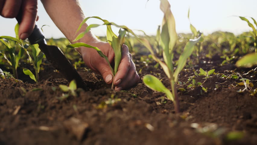 Farmer on the field examines corn sprouts in spring. The man dug up a sprout of corn. A man holds sprouts of corn in his hand Royalty-Free Stock Footage #1011123086