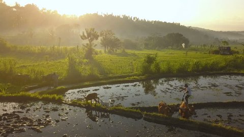 Aerial drone atmospheric shot of a rice farmer washing his cows in a stream while a dog and calf watch from the rice terrace with morning sun rays bursting through haze in the background.

