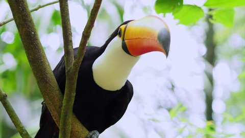 Exotic toucan bird in natural setting, Iguazu Falls, Brazil.