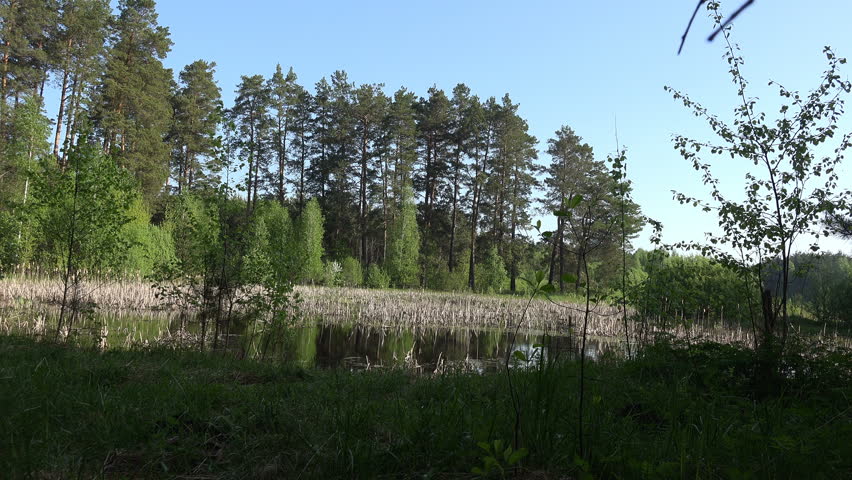 Mature man traveler with backpack on shore of forest swamp in summer, early morning
