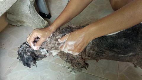 Washing Dog Ears and Head (HD). washed female dog having a shampoo bath 