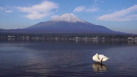 Swans Swimming In Lake Kawaguchiko Stock Footage Video 100 Royalty Free 1035517700 Shutterstock
