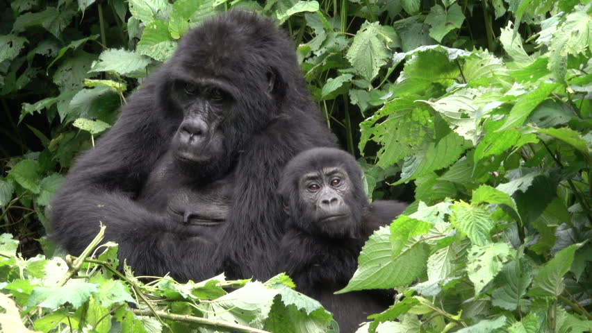 cute young Mountain Gorilla with parents, Uganda, Bwindi National Park, Uganda Royalty-Free Stock Footage #1011139919