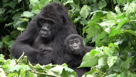 cute young Mountain Gorilla with parents, Uganda, Bwindi National Park, Uganda