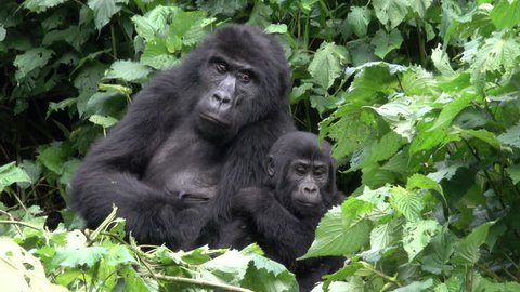 cute young Mountain Gorilla with parents, Uganda, Bwindi National Park, Uganda