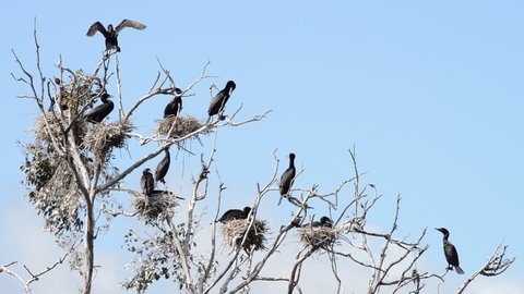 HD Video of double crested cormorants nesting in the top of leaf barren tree. Once threatened by the use of DDT, the numbers of this bird have increased markedly in recent years.