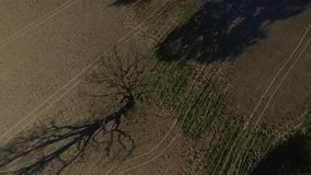 HD Aerial dron footage single tree, old oak in the field, slow motion
