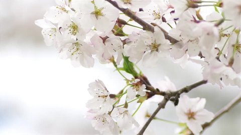 Cherry Tree Blossoms Closeup の動画素材 ロイヤリティフリー Shutterstock