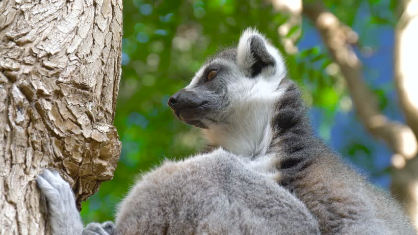Lemur licks his paw. Ring tailed Lemur close up. Lemur catta in the natural habitat.