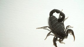 Scorpion walks/sits on white background 4k studio footage