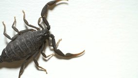 Scorpion walks/sits on white background 4k studio footage