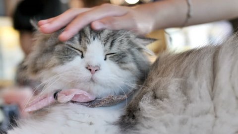 4K Close up hands of the girl girl plays with sleeping cute tabby cat