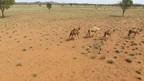 Outback Camels on the move. Northern Territory วิดีโอสต็อก