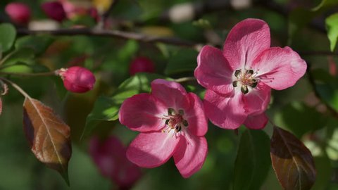 Blooming  Pink Crab Apple Trees in the  Spring Garden