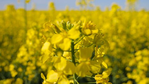 Blooming canola field in spring close up. Bright Yellow rapeseed oil. Flowering rapeseed with shallow depth of focus
