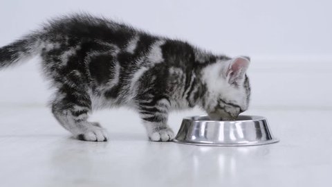 Tabby Kitten Eating Cat Food Stock Footage Video (100% Royalty-free ...