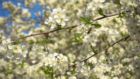 Bee collects nectar on beautiful blooming cherry, Slow motion video, fhd.