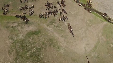 Epic aerial drone shot, top view of hundreds of horses crossing a river in Mongolian steppes. Endless landscape, beautiful patterns. Sunny day