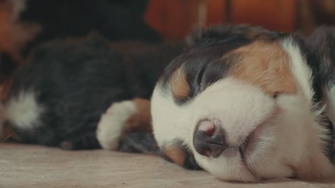 Adorable close up shot of a puppy sleeping on a rustic wooden floor