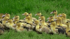 Rearing of young yellow duck raised outdoors in the grass

