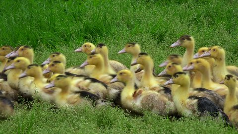 Rearing of young yellow duck raised outdoors in the grass
