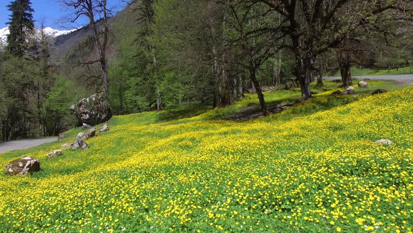 a lot of bright flowers adorn the green grass in the spring time, the leaves on the trees have not yet appeared. next to the earth passes a rural road