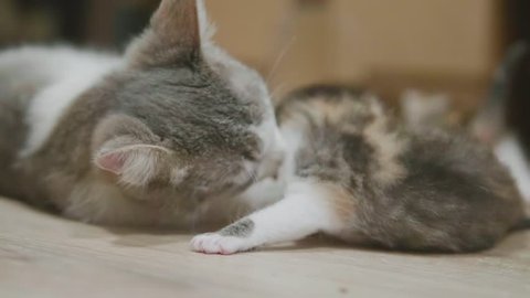 mother tricolor cat hugging slow motion video little kitten takes the first steps. cat licks the kitten. cat licks the kitten. little kitty cat lifestyle concept pet
