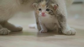 mother tricolor cat hugging little kitten takes the first lifestyle steps. cat licks the kitten. cat slow motion video licks the kitten . little kitty cat concept pet
