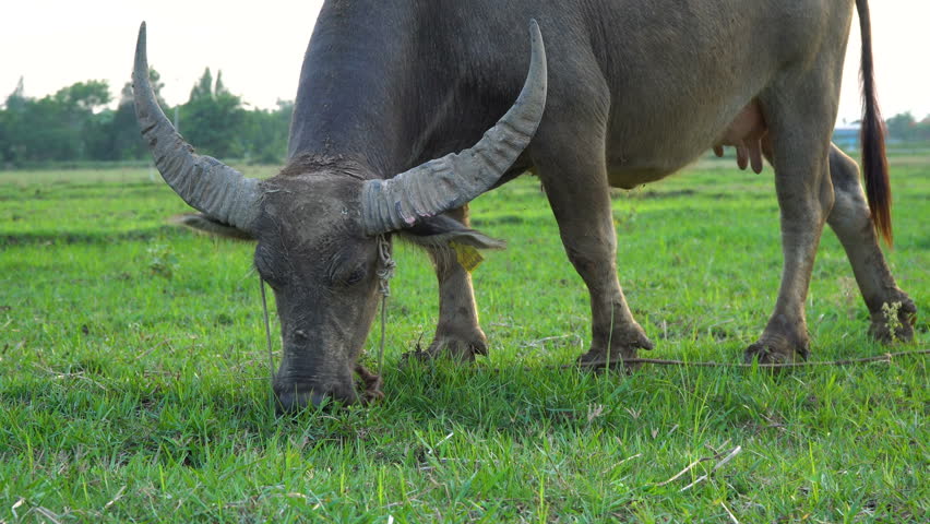 buffalo on Grass Field