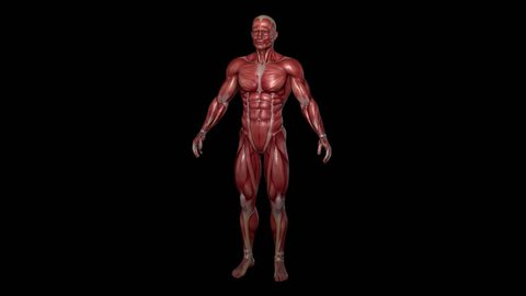 Muscular System, Male, 4K animation, with alpha. Camera rotation showing all the muscles in slow motion.