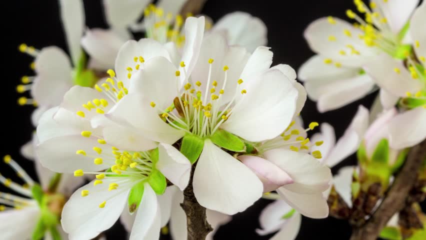 Almond Flower Blossom Time Lapsealmonds Stock Footage Video (100% ...