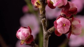 4k macro moving and rotating dolly time lapse video of a pink peach flower growing, blooming and blossoming on a dark background/Pink peach fruit tree flower blossom and bloom time lapse