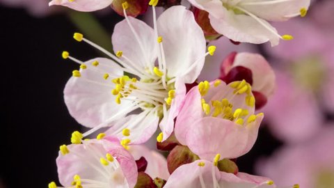 4k macro moving and rotating dolly time lapse video of a pink peach flower growing, blooming and blossoming on a dark background/Pink peach fruit tree flower blossom and bloom time lapse