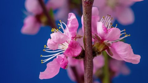 Peach blossom time lapse/4k macro moving and rotating time lapse video of a pink peach flower growing, blooming and blossoming on a dark blue background