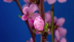 4k macro moving and rotating time lapse video of a pink peach flower growing, blooming and blossoming on a dark blue background/Pink peach flower blossom timelapse