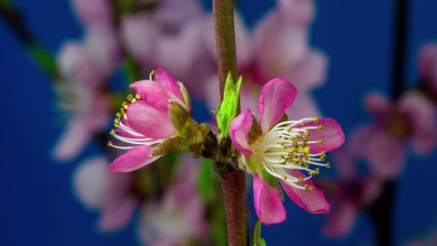 4k macro moving and rotating time lapse video of a pink peach flower growing, blooming and blossoming on a dark blue background/Pink peach flower blossom timelapse