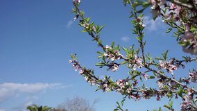 Beautiful pink blossoms on almond tree with blue sunny sky 