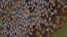 A beehive is an enclosed structure in which honeybees raise their young - Time Lapse Video Footage