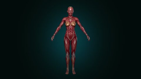 Muscular System, female, 4K animation. Camera rotation showing all the muscles, in slow motion. Alpha included in the second sequence.