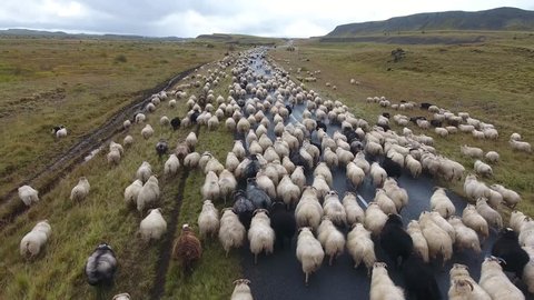 Aerial drone shot flying over a flock of sheep walking on the road in Iceland. Cloudy day, low altitude flight