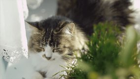 White country cat resting on the windowsill. Clip. Cute cat resting on a windowsill
