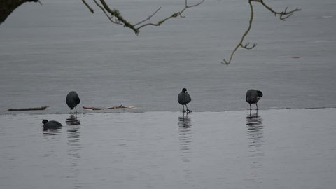 Eurasian coot Fulica atra group in spring on lake water and ice